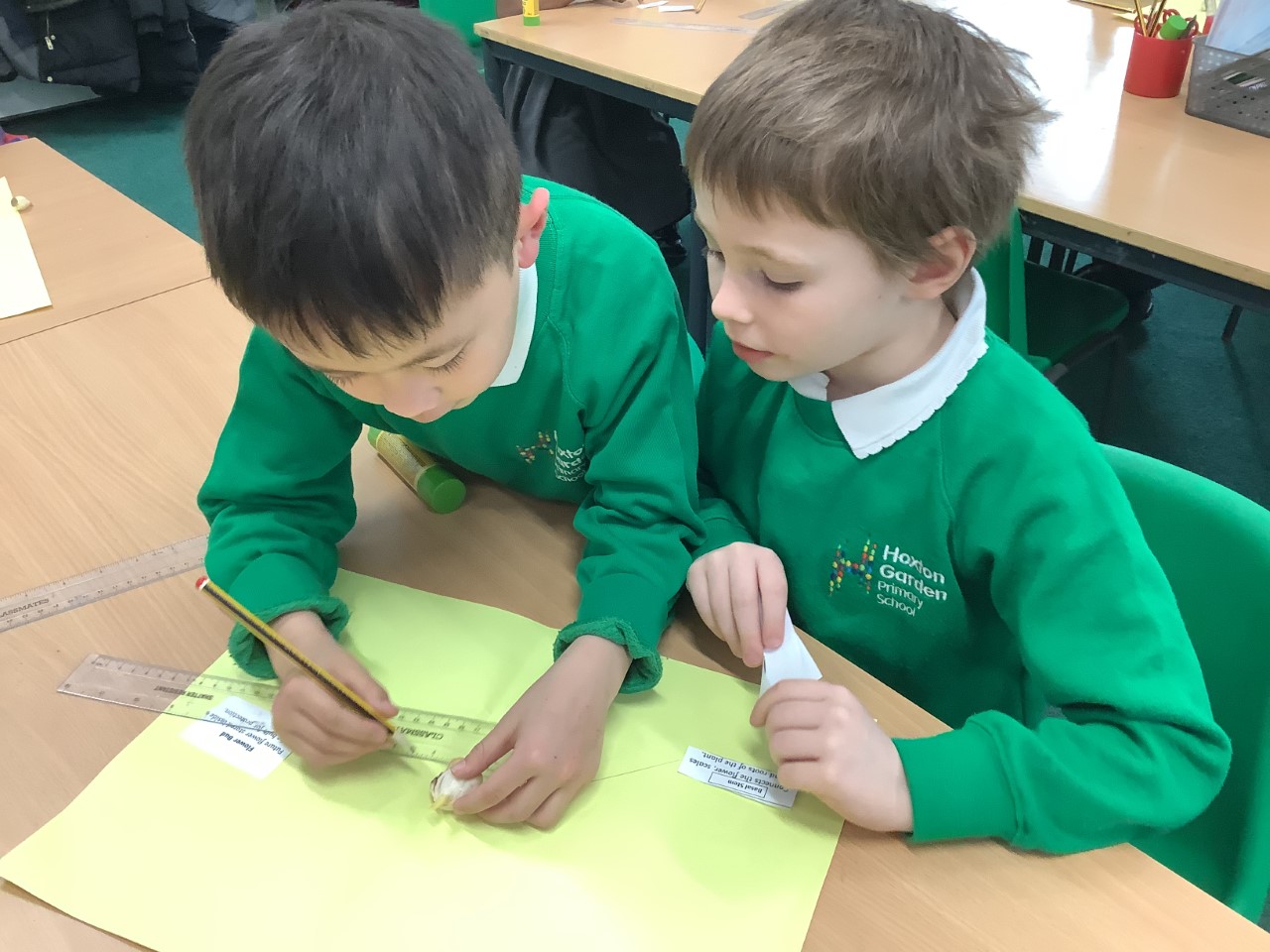 Year 2 Experiment On Plants - Hoxton Garden Primary School