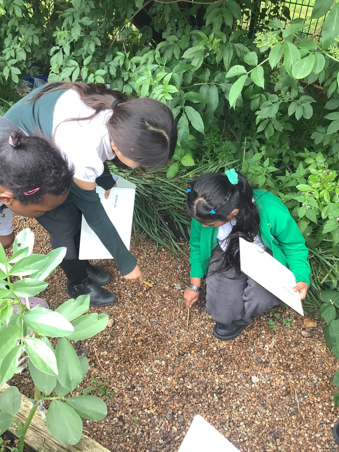 Year 2 Hunt For Minibeasts - Hoxton Garden Primary School